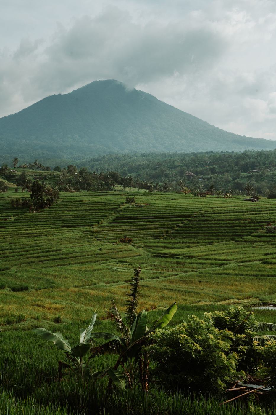 Reisterrassen auf Bali mit Vulkan im Hintergrund